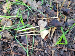 Psathyrella microrhiza