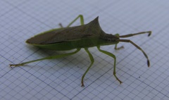 Plinachtus imitator