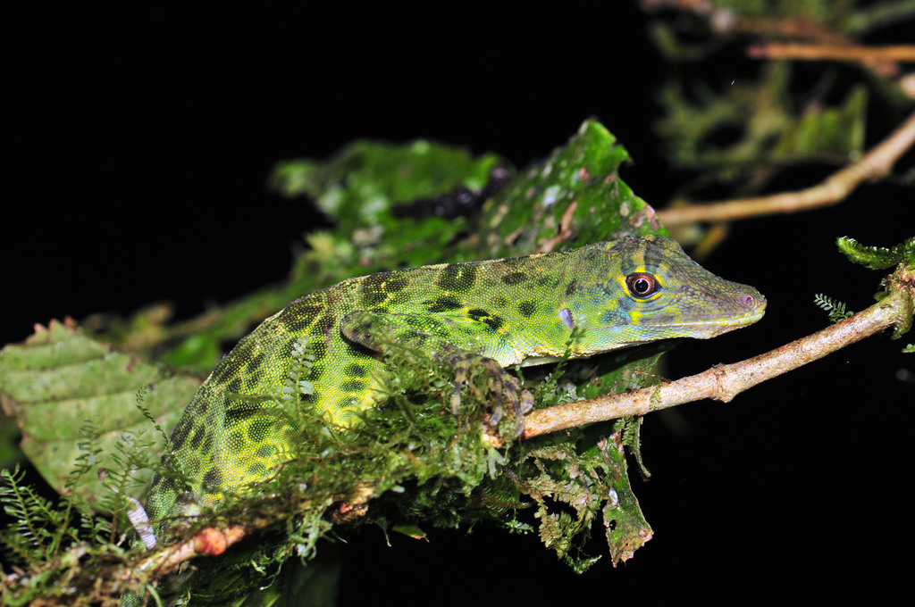Bridled Anole