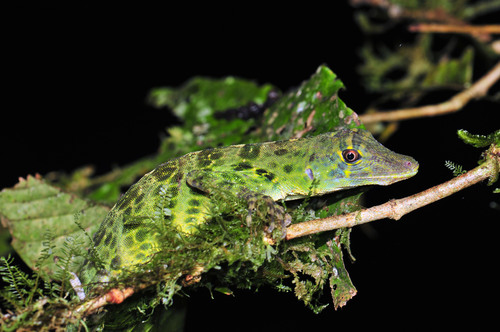 Bridled Anole