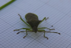 Plinachtus imitator