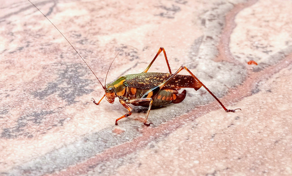 Scaphura conspurcata
