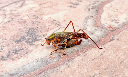 Scaphura conspurcata