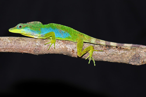 Kuna Yala Anole, Anolis kunayalae