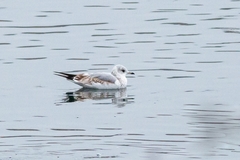 Larus canus
