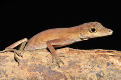 Anolis humilis
