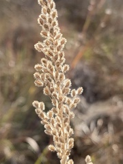 Anthenantia