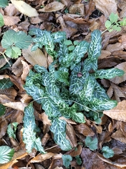 Arum italicum italicum