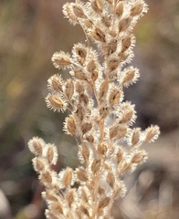 Anthenantia
