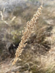 Anthenantia