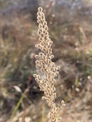 Anthenantia