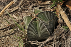 Astrophytum myriostigma
