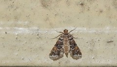 Elophila difflualis