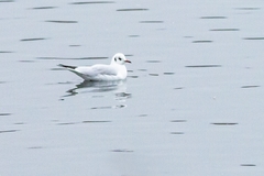 Chroicocephalus ridibundus