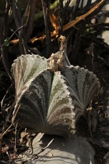 Astrophytum myriostigma
