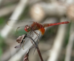 Erythrodiplax famula