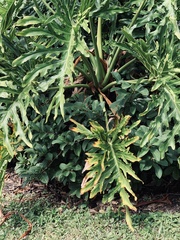 Thaumatophyllum bipinnatifidum