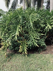 Thaumatophyllum bipinnatifidum