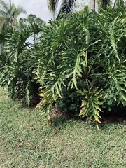 Thaumatophyllum bipinnatifidum
