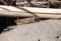 Calliptamus plebeius