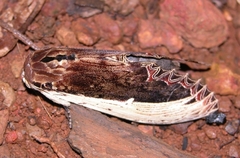 Truncaptera gigantea