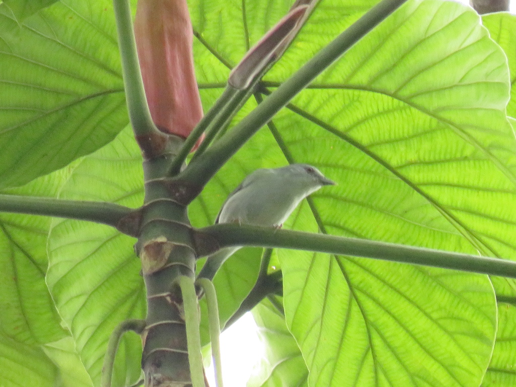 Pearly-Breasted Conebill