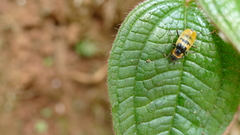 Chauliognathus missionum
