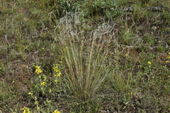 Stipa atlantica