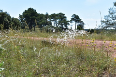 Stipa atlantica