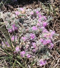 Astragalus tridactylicus