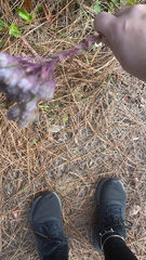 Carphephorus odoratissimus