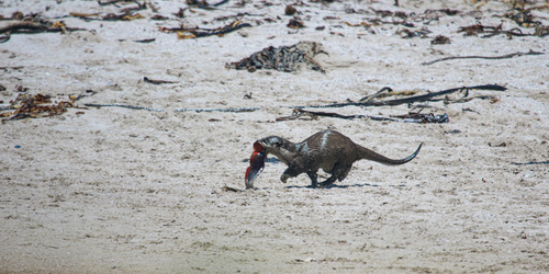 African Clawless Otter, photo 3 of 10