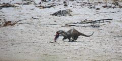 African Clawless Otter photo 3