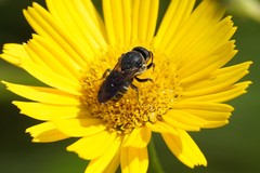 Stelis punctulatissima