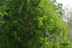 Canthium spinosum