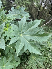 Ricinus communis