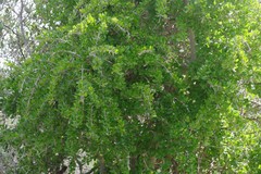 Canthium spinosum