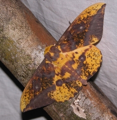 Eacles guianensis
