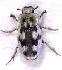 Actizeta albata