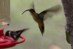 Phaethornis syrmatophorus