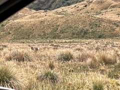 Odocoileus virginianus ustus