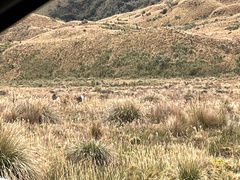 Odocoileus virginianus ustus