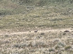 Odocoileus virginianus ustus