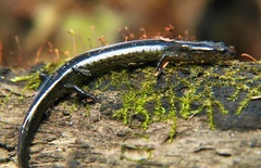 Stereochilus marginatus