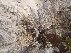 Brickellia amplexicaulis