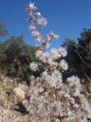 Brickellia amplexicaulis