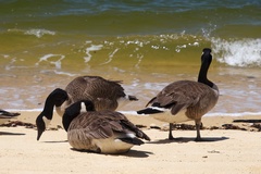 Branta canadensis maxima
