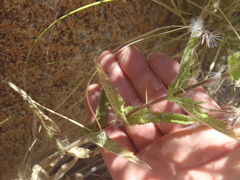Brickellia amplexicaulis