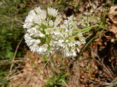 Allium fraseri