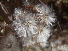 Brickellia amplexicaulis